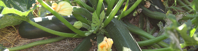 courgette bio semences AGROSEMENS