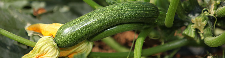 courgette bio