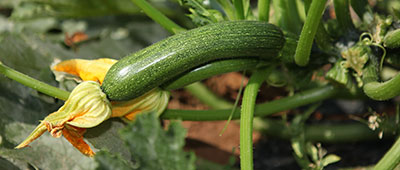 courgette bio - AGROSEMENS