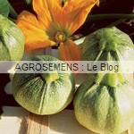 ronde de Nice - semence bio courgette - AGROSEMENS