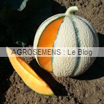 Etika melon bio - semences AGROSEMENS