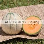 JUNGA melon bio - semences AGROSEMENS