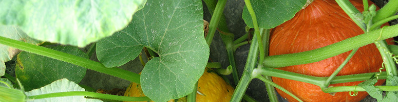 courge bio - semences AGROSEMENS