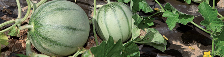  semence melon bio - AGROSEMENS