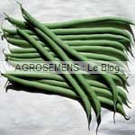 Vesperal haricot à rames bio - semences AGROSEMENS