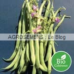 haricot bio semence AGROSEMENS