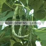 La Vigneronne haricot à rames bio - semences AGROSEMENS