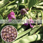 Forellenbohne haricot rame bio - semences AGROSEMENS