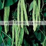 Vitalis haricot à rames bio - semences AGROSEMENS