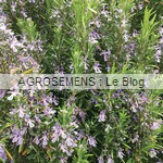 romarin bio semences AGROSEMENS