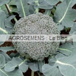 brocoli bio - semences maraicheres AGROSEMENS