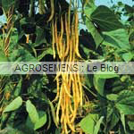 Neckargold haricots à rames bio - semences AGROSEMENS