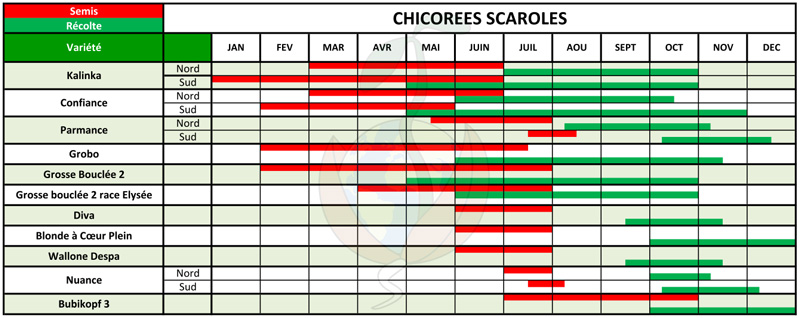 chicoreeSCarole