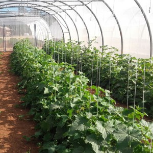 concombre - ferme semencière bio AGROSEMENS