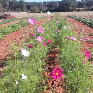 cosmos fleur - ferme semencière bio AGROSEMENS