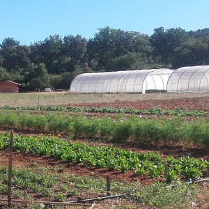 fleur - ferme semencière bio AGROSEMENS