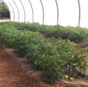 tomate - ferme semencière bio AGROSEMENS