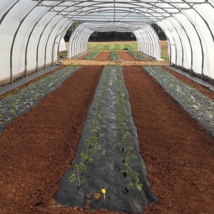 tomate - ferme semencière bio AGROSEMENS