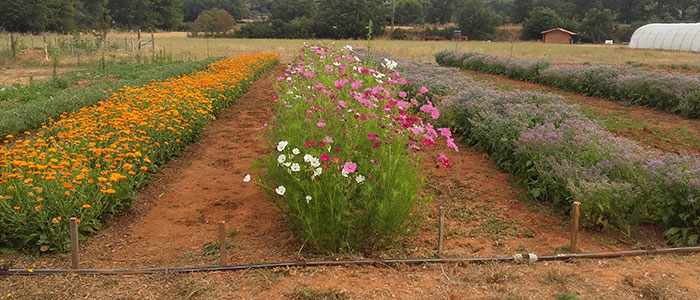 fleur bio - semences AGROSEMENS