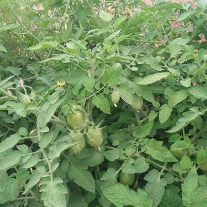 tomate bio - semences AGROSEMENS