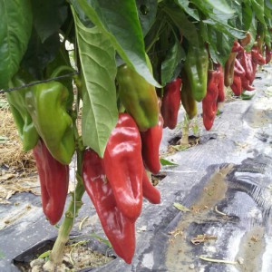 élevage de semences de piment bio - AGROSEMENS