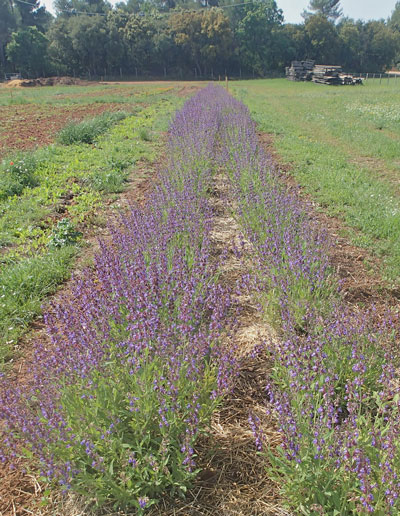 Ferme semencière bio - AGROSEMENS