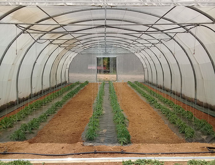 serre de tomate bio - ferme semencière AGROSEMENS