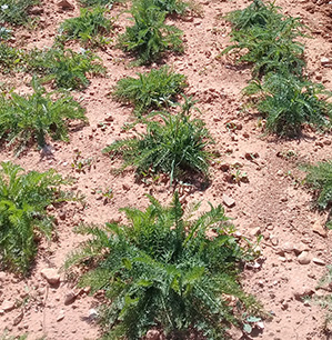 Achillé Millefeuille - ferme semencière bio AGROSEMENS