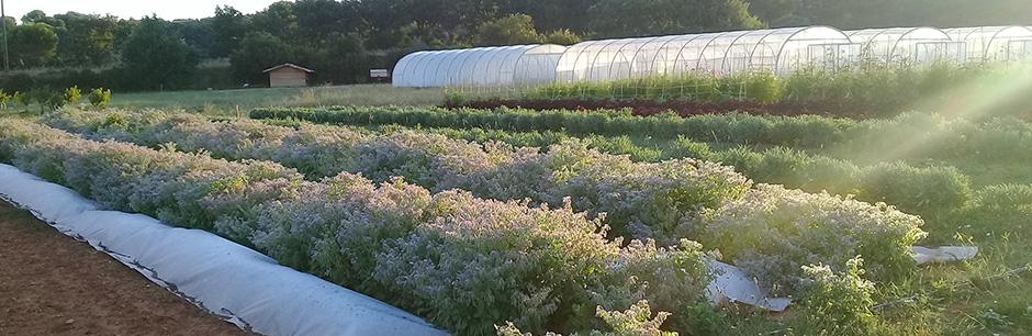 fleur de bourrache- ferme semencière bio AGROSEMENS