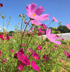 fleurs de cosmos - graine bio - La Semence Bio