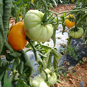 Tomate Yellow Brandywine graine bio- Semence Bio -AGROSEMENS