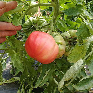 Tomate Rosa graine bio- Semence Bio -AGROSEMENS