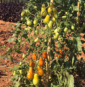 tomate- Semence Bio -AGROSEMENS