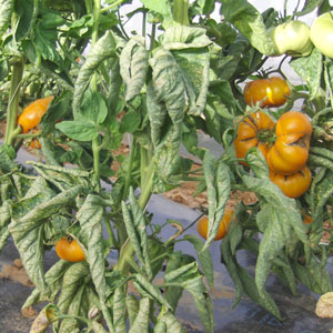 Tomates Yellow Brandywine bio - semences AGROSEMENS