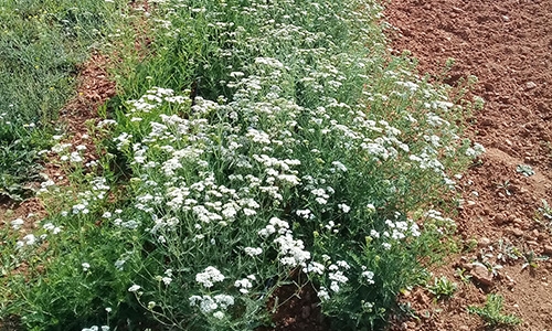 achillée millefeuille semence bio - ferme semencière AGROSEMENS