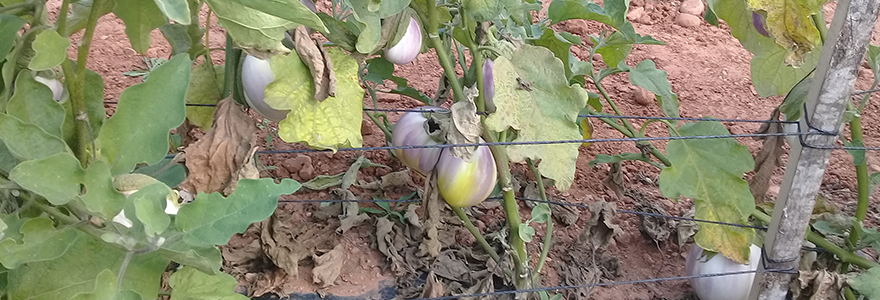 aubergine Rosa Bianca bio - ferme semencière AGROSEMENS