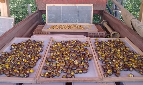 Aubergines bambino - ferme semencière AGROSEMENS