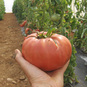 Tomate Rosa bio - semences AGROSEMENS