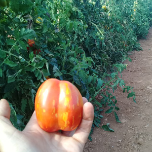 Tomate Striped Cavern bio - semence AGROSEMENS