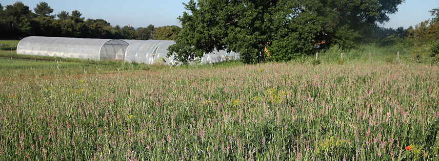 2020-ferme-engraisVerts-2