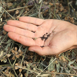 ferme semenciere bio- Sauge