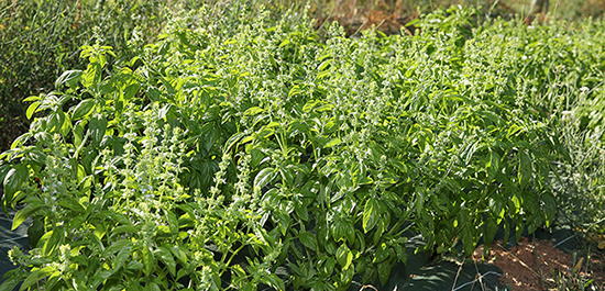 ferme semenciere bio- Basilic Genovese