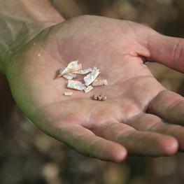 ferme semenciere bio- Radis