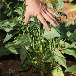 ferme semenciere bio- haricot Slenderette