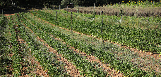 ferme semenciere bio- haricot Slenderette