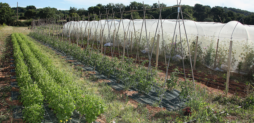 Ferme semenciere bio - Tomates & Basilic