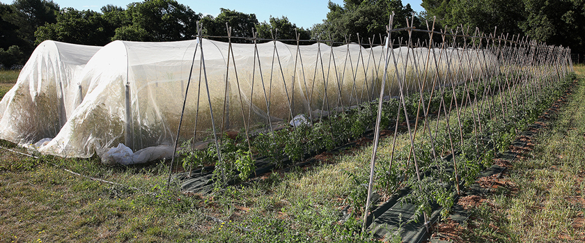 Ferme semenciere bio - Tomate