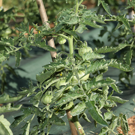 ferme semenciere bio- Tomates Marmande