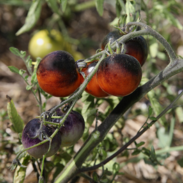 ferme semenciere bio- Tomates Osu Blue