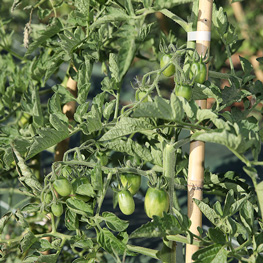 ferme semenciere bio- Tomates Prune Noire